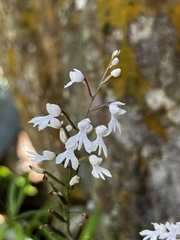 Stenoglottis woodii