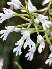 Stenoglottis woodii