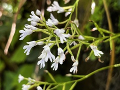 Stenoglottis woodii