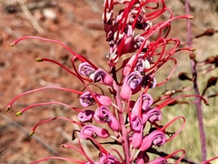Grevillea dryandri
