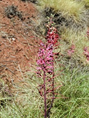 Grevillea dryandri
