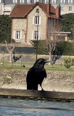Corvus corone