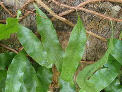 Microgramma lycopodioides