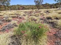 Grevillea dryandri