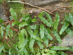 Microgramma lycopodioides