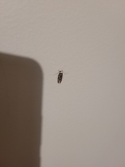 Endrosis sarcitrella