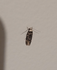 Endrosis sarcitrella