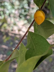 Diospyros humilis