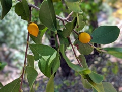 Diospyros humilis