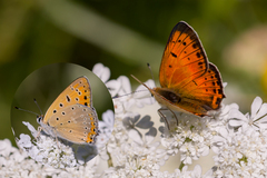 Lycaena asabinus