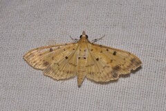 Herpetogramma cynaralis