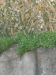 Oxalis pes-caprae