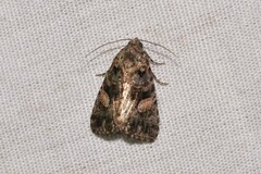 Condica macrosema