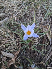 Crocus biflorus