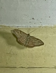 Scopula rubraria