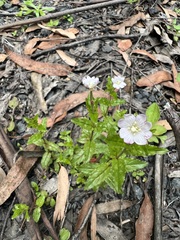 Epilobium ciliatum