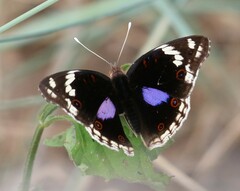 Junonia oenone oenone