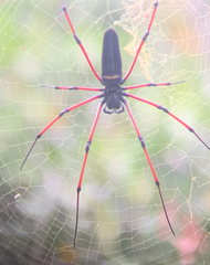 Nephila kuhli
