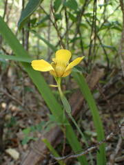 Trimezia martinicensis