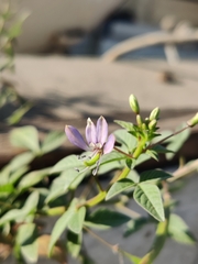 Cleome rutidosperma