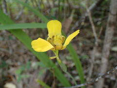 Trimezia martinicensis