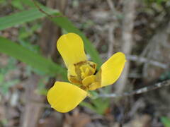 Trimezia martinicensis