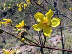 Cochlospermum gillivraei