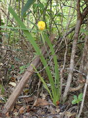 Trimezia martinicensis