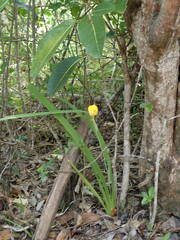 Trimezia martinicensis