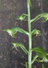 Habenaria malacophylla