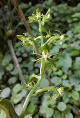 Habenaria malacophylla