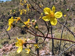 Cochlospermum gillivraei