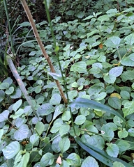 Habenaria malacophylla