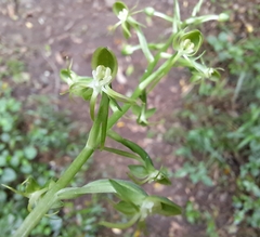 Habenaria malacophylla