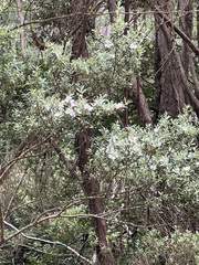Leptospermum grandifolium