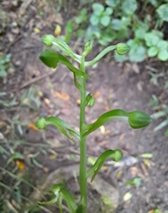Habenaria malacophylla