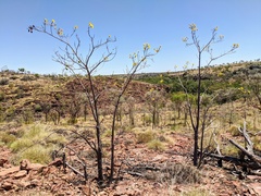 Cochlospermum gillivraei