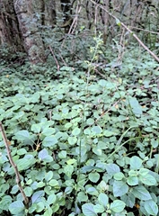 Habenaria malacophylla