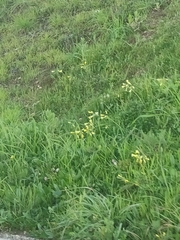 Oxalis pes-caprae