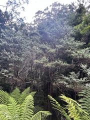 Leptospermum grandifolium