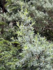 Leptospermum grandifolium