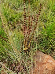 Crassula capitella nodulosa