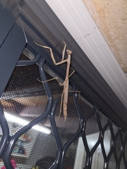 Archimantis