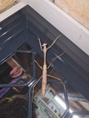 Archimantis