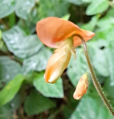 Hylodesmum repandum