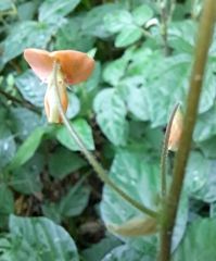 Hylodesmum repandum