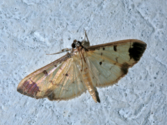 Eulepte concordalis
