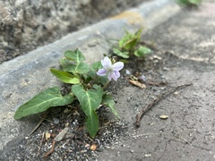 Viola inconspicua