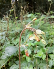 Hylodesmum repandum