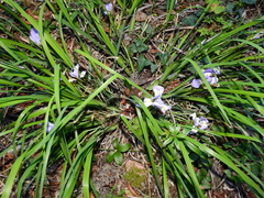 Iris unguicularis